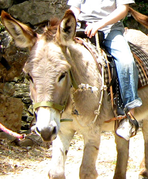 Anniversaire pour enfants près de Nimes avec les ânes. A Mialet, entre Ales et Saint Jean du Gard dans le Gard en Languedoc-Roussillon.