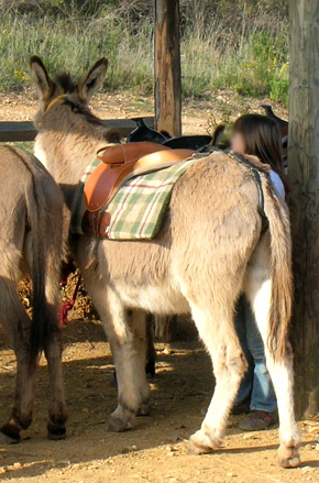 Anniversaire pour enfants près de Perpignan avec les ânes. La ferme aux nes de Tordres dans les Pyrénées-Orientales en Languedoc-Roussillon.