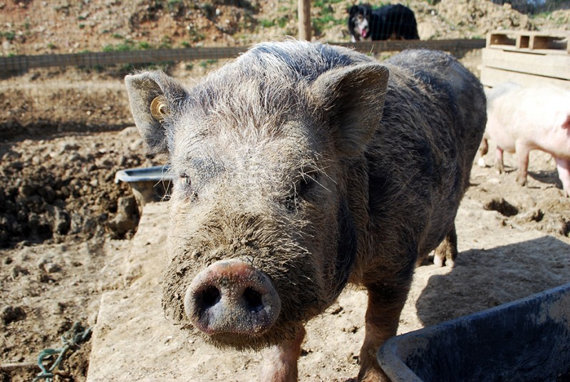 Les cochons de la ferme pour enfants à Montpellier - Visite d'une mini ferme dans l'Hérault 