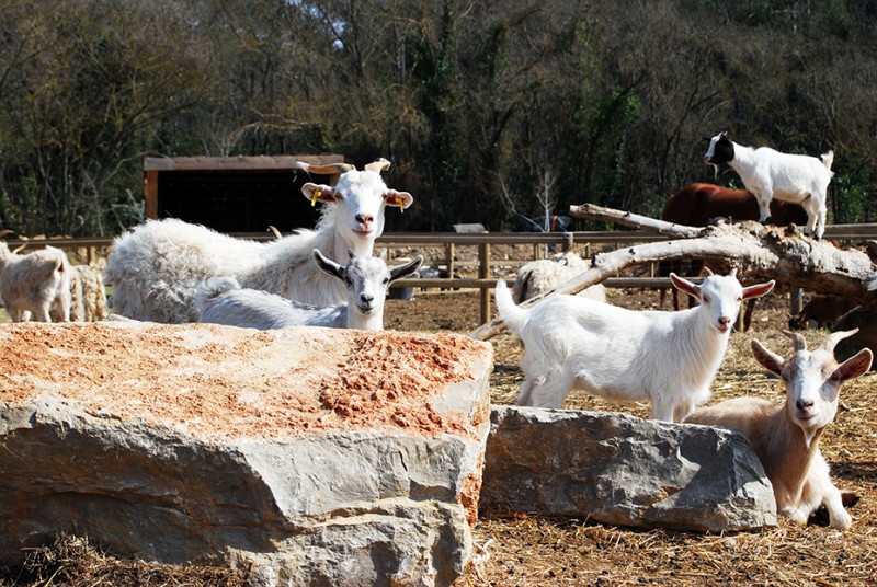La famille chèvre de la mini ferme à Combaillaux - Visite d'une mini ferme dans l'Hérault 