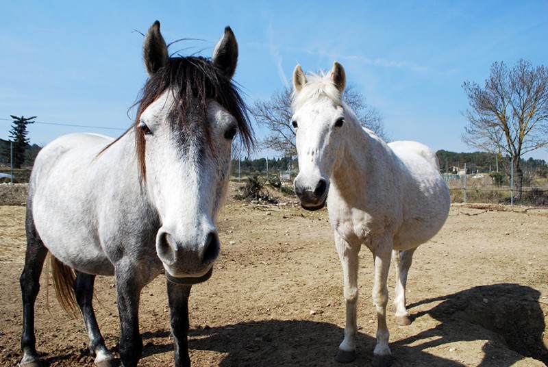 Les chevaux du parc animalier de Combaillaux - Visite d'une mini ferme dans l'Hérault 