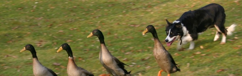 les oies au Potager des Princes sont encadrées par des chiens de berger