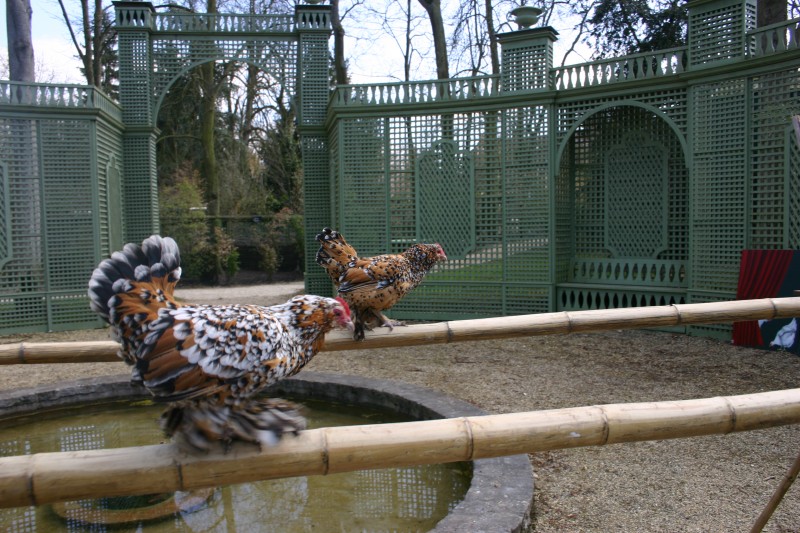 Les poules au Potager des Princes 