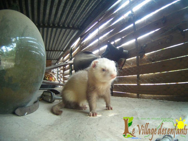 Le parc d'animation le village des enfants, le furet