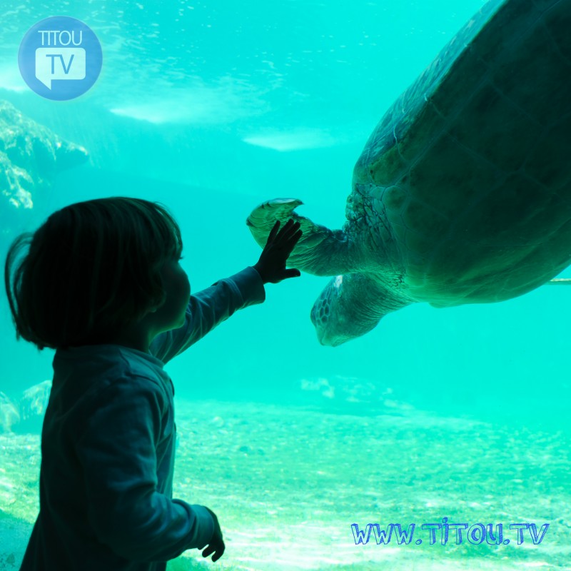 Vidéos éducatives, Titou découvre les tortues