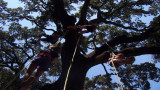 Anniversaire enfants dans les arbres à Montpellier