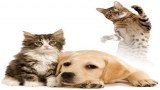 Salon Chiens et Chats Une sortie avec les enfants