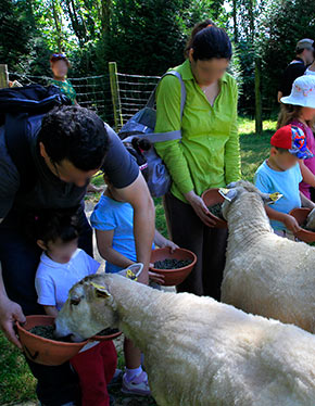 Une sortie pour les enfants, La Ferme Pédagogique de Saint Hilliers, les moutons.