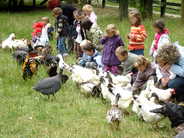 Une sortie pour les enfants, La Ferme Pédagogique de Saint Hilliers, les volailles.