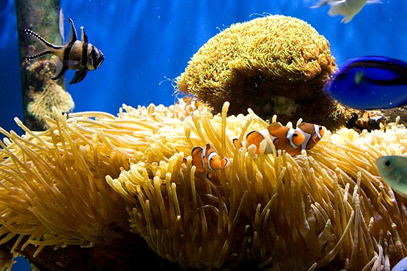 Photos aquarium. Une photo d'un aquarium du centre de la mer à Paris. Des poissons clowns.