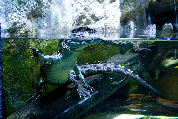 Photos aquarium. Une photo de l'aquarium de la porte Dorée à Paris. Un petit crocodile.