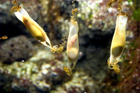 Les oeufs de roussettes à l'aquarium du Trocadéro de Paris.