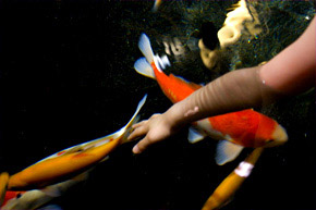 Aquarium du Trocadéro à Paris. Le bassin caresses : en fin de visite les enfants, comme les parents prennent le temps d'avoir un contact particulier avec des poissons d'eau douce; carpes koï et esturgeons. Des animations quotidiennes vous expliquent leur mode de vie, leur provenance et les menaces qui pèsent sur eux.