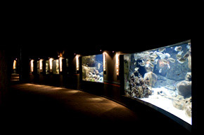 Parcs de loisirs à Paris. Aquarium du Trocadéro. Galerie des bassins d'eaux tempérées: une dizaine de bassins représentent les écosystèmes typiques de nos côtes de métropole.