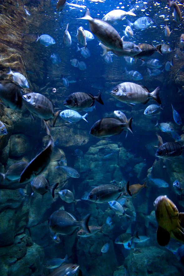 Parcs de loisirs à Paris. Aquarium du trocadéro. Le Bac Méditerranée : Sars communs et mérous bruns évoluent dans ce bassin d'eau tempérée de plus de 75000 litres d'eau de mer.