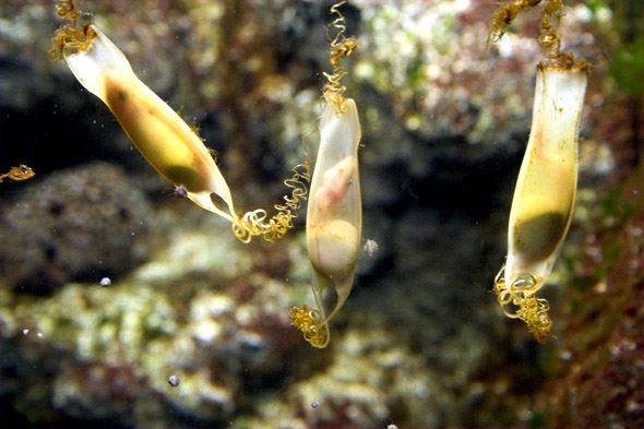 Parcs de loisirs à Paris. Aquarium du trocadéro. Les oeufs de roussette : Comme certaines autres espèces de requin, la roussette pond des oeufs en forme de capsule. La capsule, molle au moment de la ponte, durcit au contact de l'eau; ses filaments en vrille se fixent aux algues et l'empêchent d'être entraîné par les courants. A l'intérieur, l'embryon se nourrit du sac vitellin.