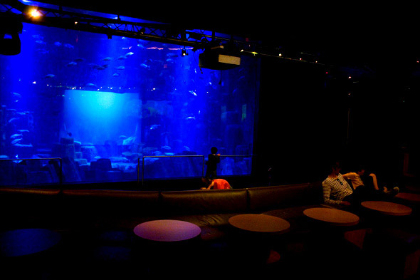 Parcs de loisirs  Paris. Aquarium du Trocadro. Le bassin du Lounge : ce bassin recre la Chausse des gants avec ses orgues basaltiques et le banc de carangues. Les spectacles pour enfants sont jous ici sur la scne du Lounge avec ce magnifique bassin en dcor de fond.