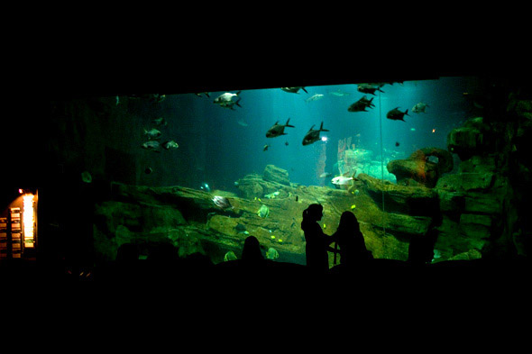 Parcs de loisirs  Paris. Aquarium du trocadro. Bassin IndoPAcifique: le plus grand bassin de CineAqua, galement le plus grand de France avec ses 3 millions de litres d'eau de mer. Plus de 700 poissons dont 25 requins voluent dans ce grand bleu.