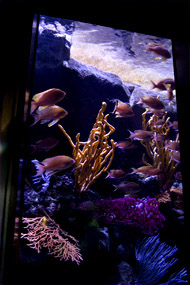 Aquarium du Trocadéro Paris. Bassin des anthias. Ce bassin représente les fonds marins méditerranéens à environ 50 mètres. Anthias, et de nombreux invertébrés tels que gorgones, éponges et oursins crayons vous exposent leur diversité de formes.