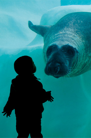 L'enfant et le phoque. Le Musée de la mer à biarritz pour les enfants. Une photo d'Isabelle Palé.