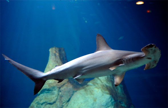 Le requin marteau. Le Musée de la mer à biarritz pour les enfants. Photo de Laurent Garcia.