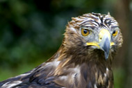 Zoo. Le Château et Parc Zoologique de La Bourbansais. Un parc de loisirs en Bretagne dans un très beau cadre.