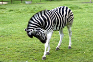 Animaux en photos. Le zèbre au parc zoologique de la Bourbansais en Bretagne.