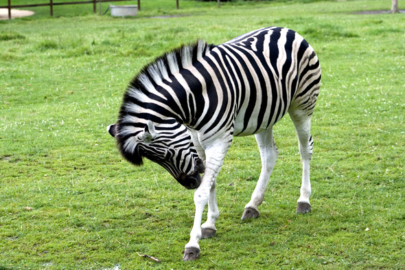 Animaux. Les Animaux en photographies. Dans les parcs zoologiques, dans les aquariums, nous prenons des photos de tous les animaux, du plus petit au plus gros. Des reportages pour vos enfants.