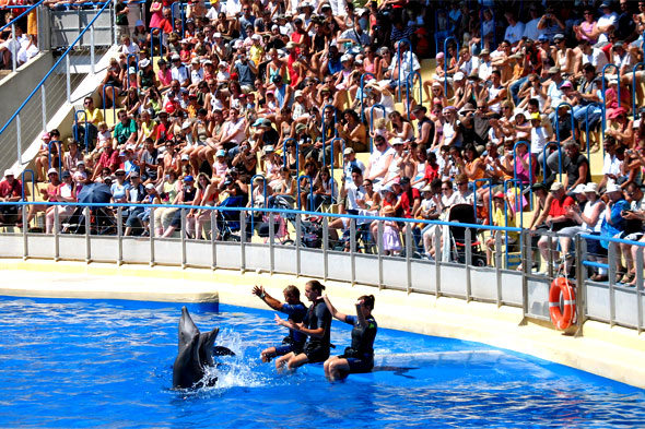 Les dauphins jouent sous l'oeil attentif de leurs dresseurs et de quelques centaines de spectateurs. Photos parc de loisirs aquatique Marineland.