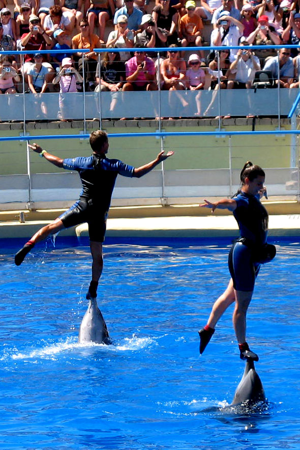 La complicit des dresseurs et des dauphins sous les yeux ravis du public. Photos parc de loisirs aquatique Marineland.