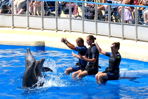 Gros plan sur les dauphins et leurs dresseurs. Photos parc de loisirs aquatique Marineland.