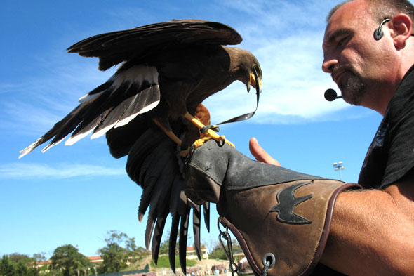 Dans un espace approprié les dresseurs font voler les rapaces. Photos parc de loisirs aquatique Marineland.