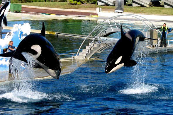 Le bassin des orques, des sauts impressionnants. Photos parc de loisirs aquatique Marineland.