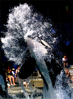 Marineland un parc de loisirs à Antibes.