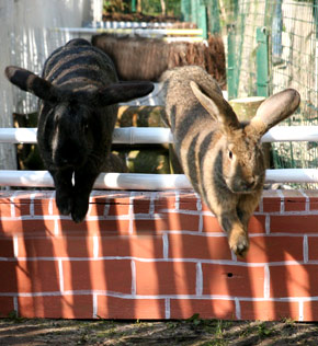 Une sortie pour les enfants, Le Potager des Princes, la course des lapins.