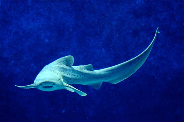 Aquarium de Lyon pour les enfants. Une photo de la fosse aux requins.