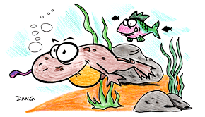 Une illustration pour les enfants de Dang, un coloriage gratuit pour enfants, Berlingot le crapaud nage tranquillement sous l'eau.