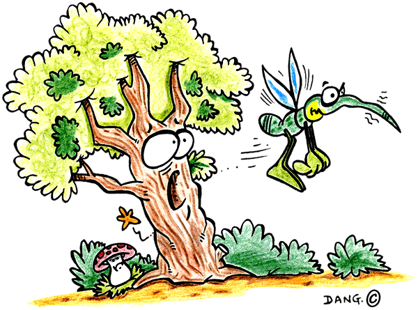illustration de dang pour les livres et coloriages pour enfants de st&eacute;phy un arbre et un moustique. Dang dessine et pr�pare des coloriages pour les enfants, ces coloriages sont offerts gratuitement.